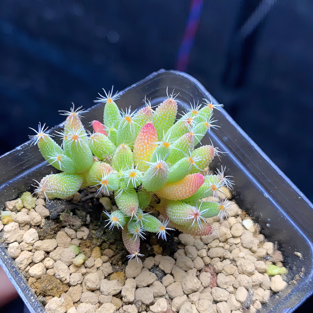 一物一拍生石花彩套枝杆番杏植物多肉植物肉锥花卉盆栽组合露养