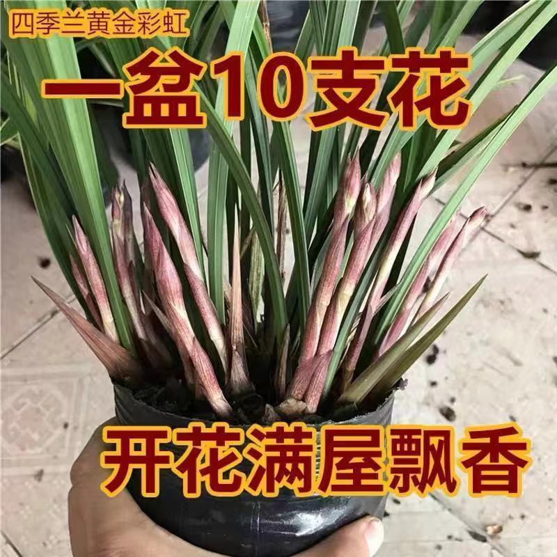 四季建兰黄金彩虹开复色花浓香型带多花叶带金边好养易活易开花