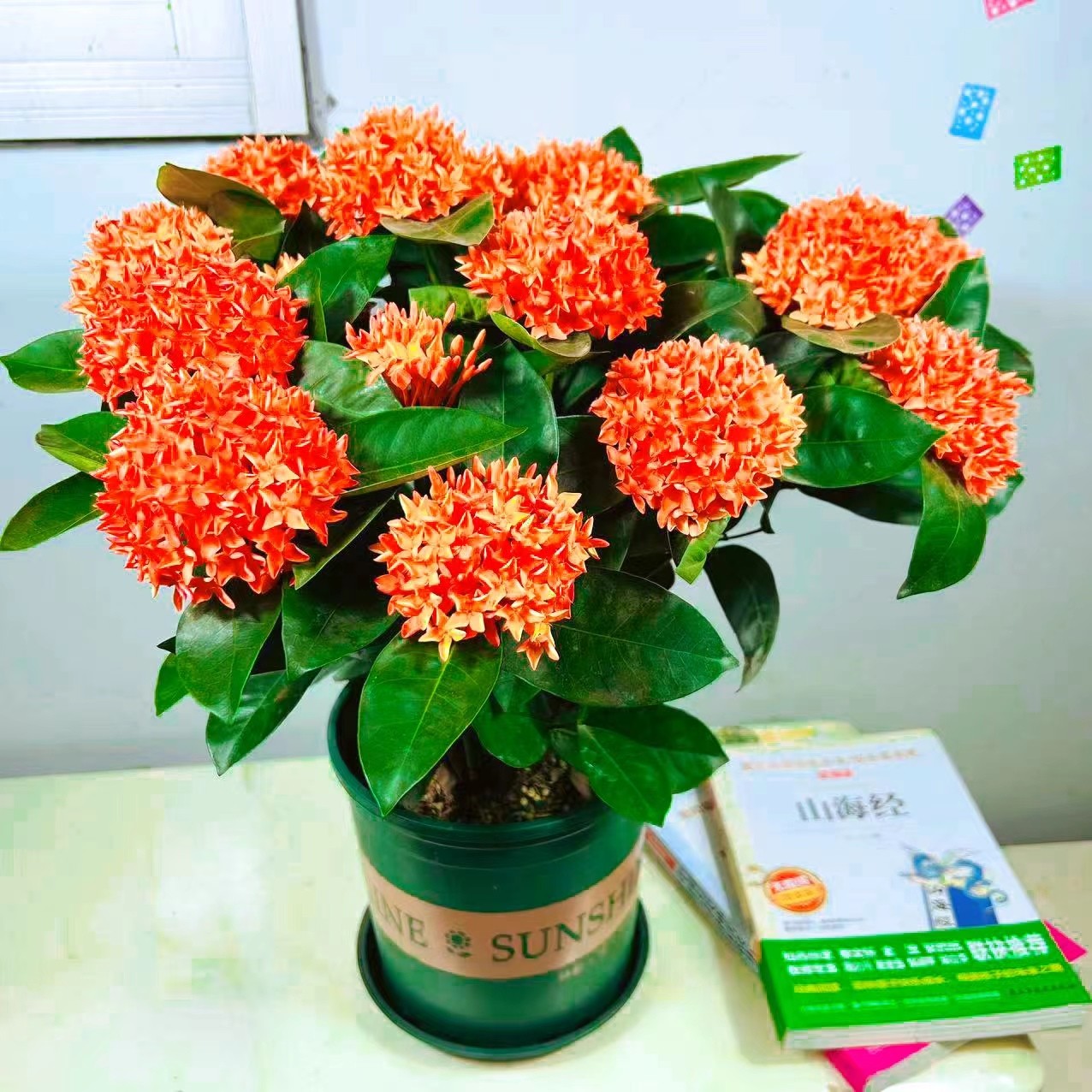龙船花橙红色水绣球仙丹百日红喜阳喜水耐高温阳台庭院美观绿植