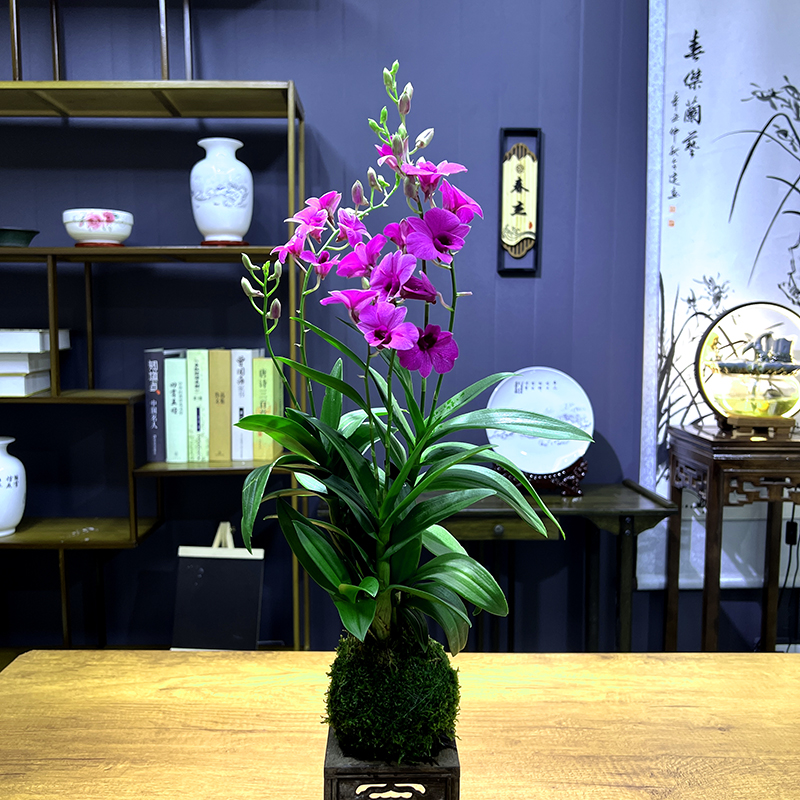 带花红泼墨石斛兰花秋石斛紫色花可水培室内净化空气盆栽禅意创意