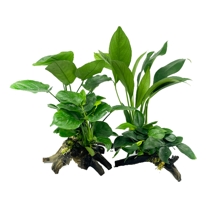 懒人鱼缸造景水榕沉木活体水草淡水植物无需底砂