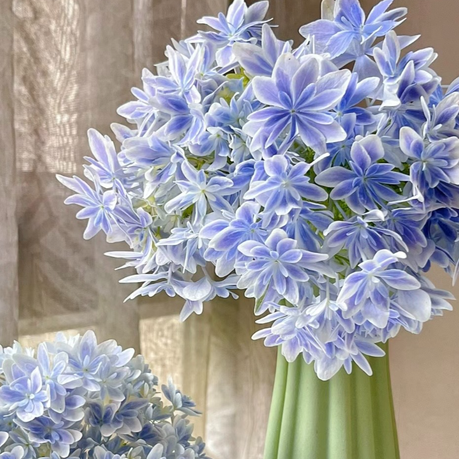 【扬子花卉】1加仑 大花绣球花 伦勃朗美安吉暗夜女王无尽夏盆栽