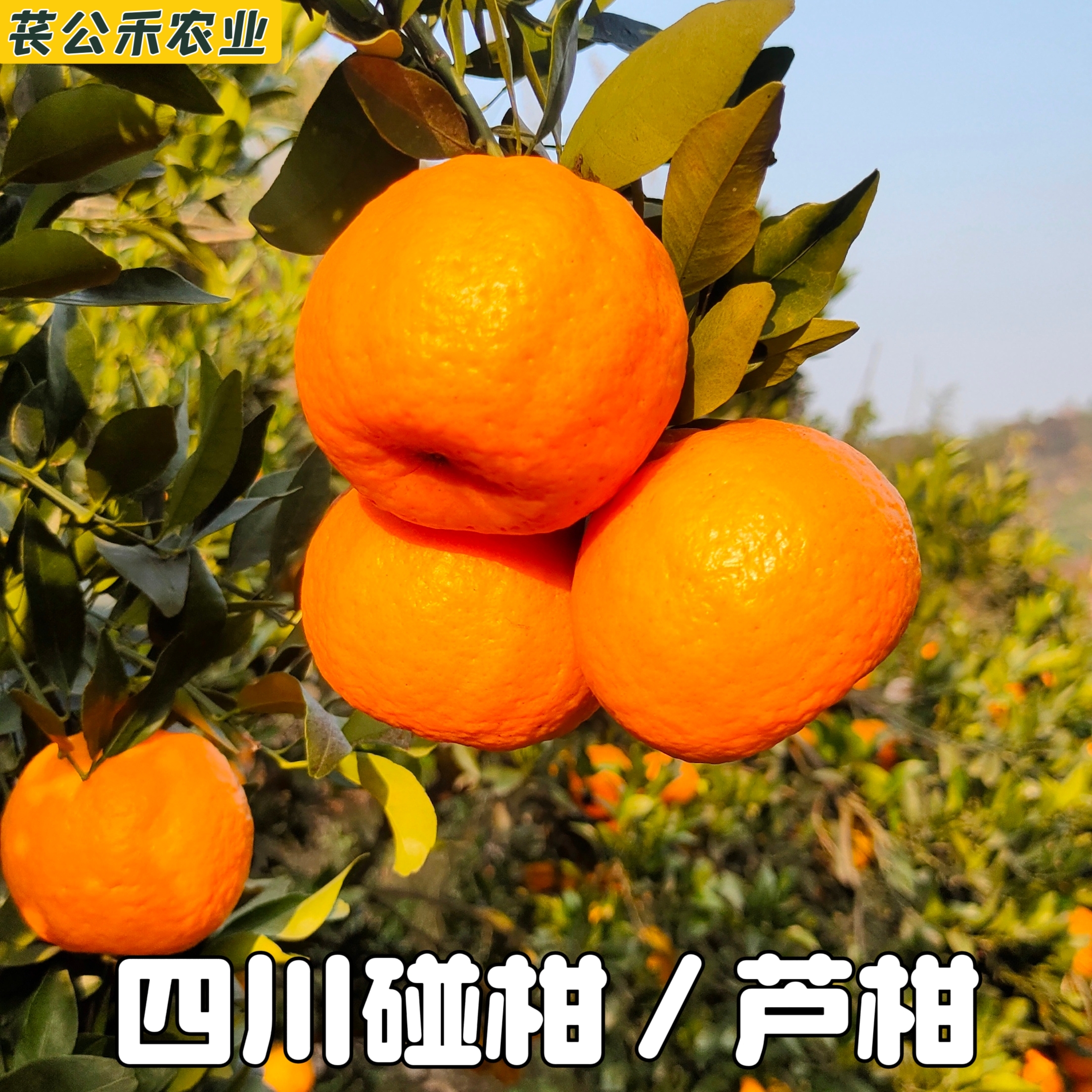 苌公禾【郡家】四川椪柑当季新鲜采摘品质芦柑带青皮薄甜蜜多汁