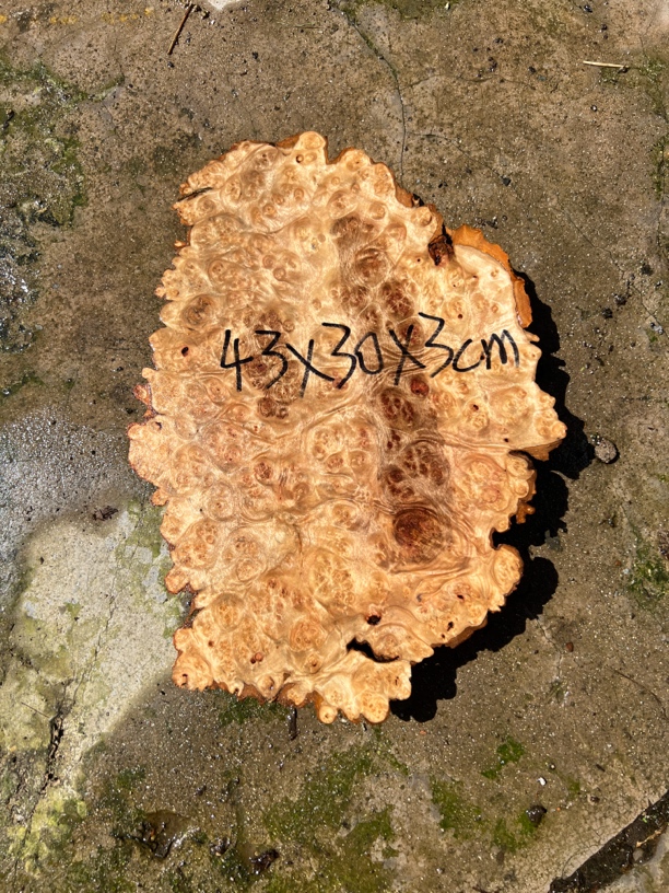 黄金樟树瘤茶盘料 干泡台料