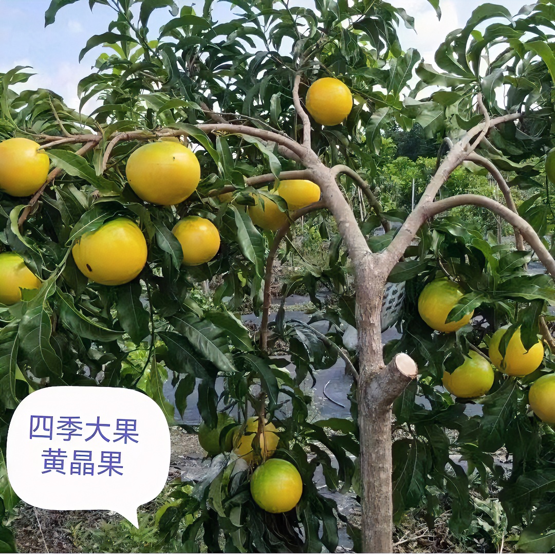 黄晶果树苗 六号 黄宝石 八号四季开花结果 口感蜜甜