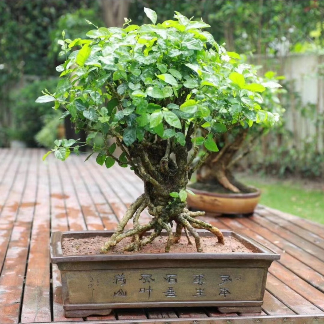 自家精品盆景直播一物一拍夏季盆栽耐寒养护美观营养土花香修剪