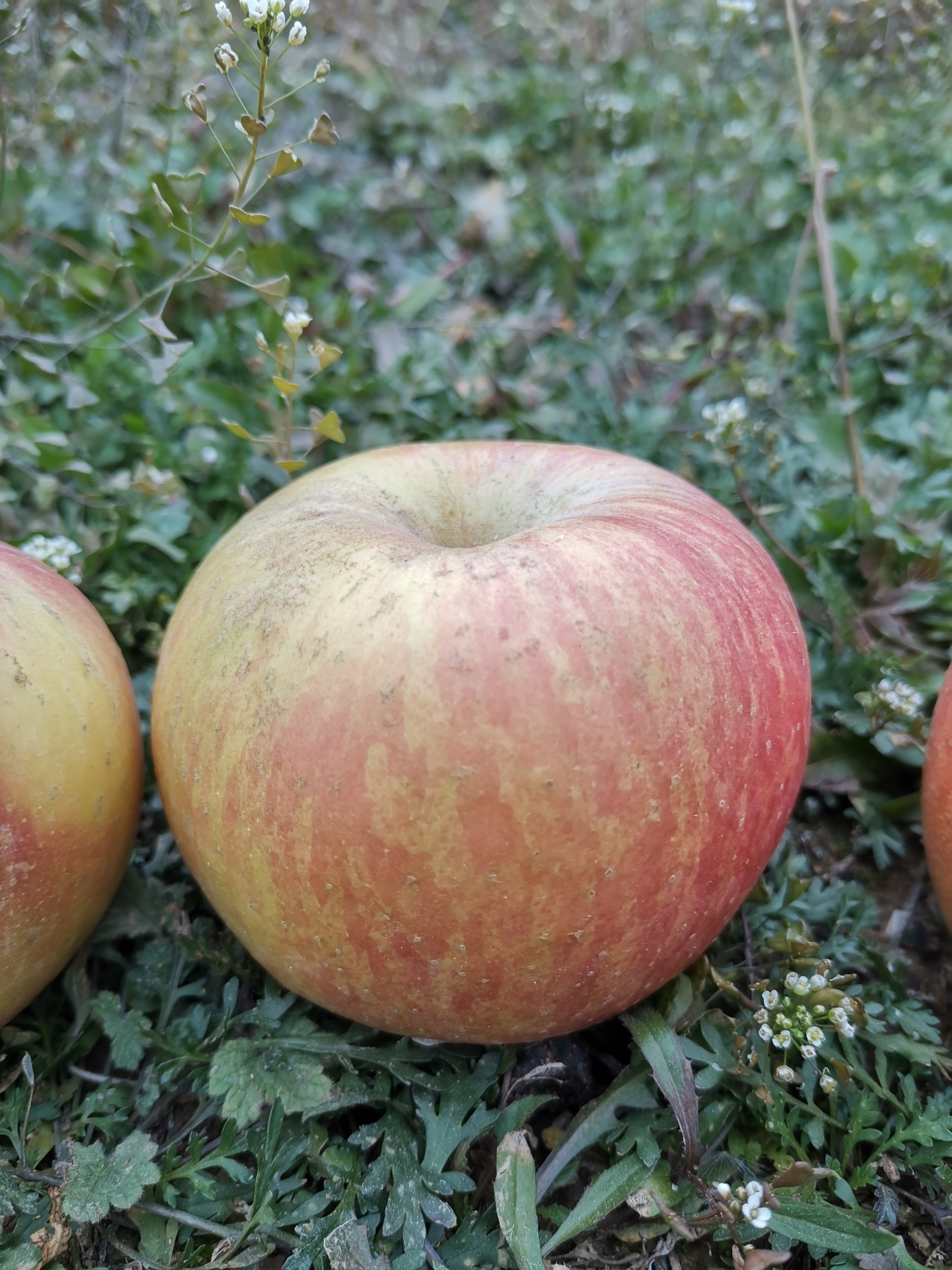 山西红富士丑苹果脆甜爽口 玉露香梨清甜爆汁9斤包邮