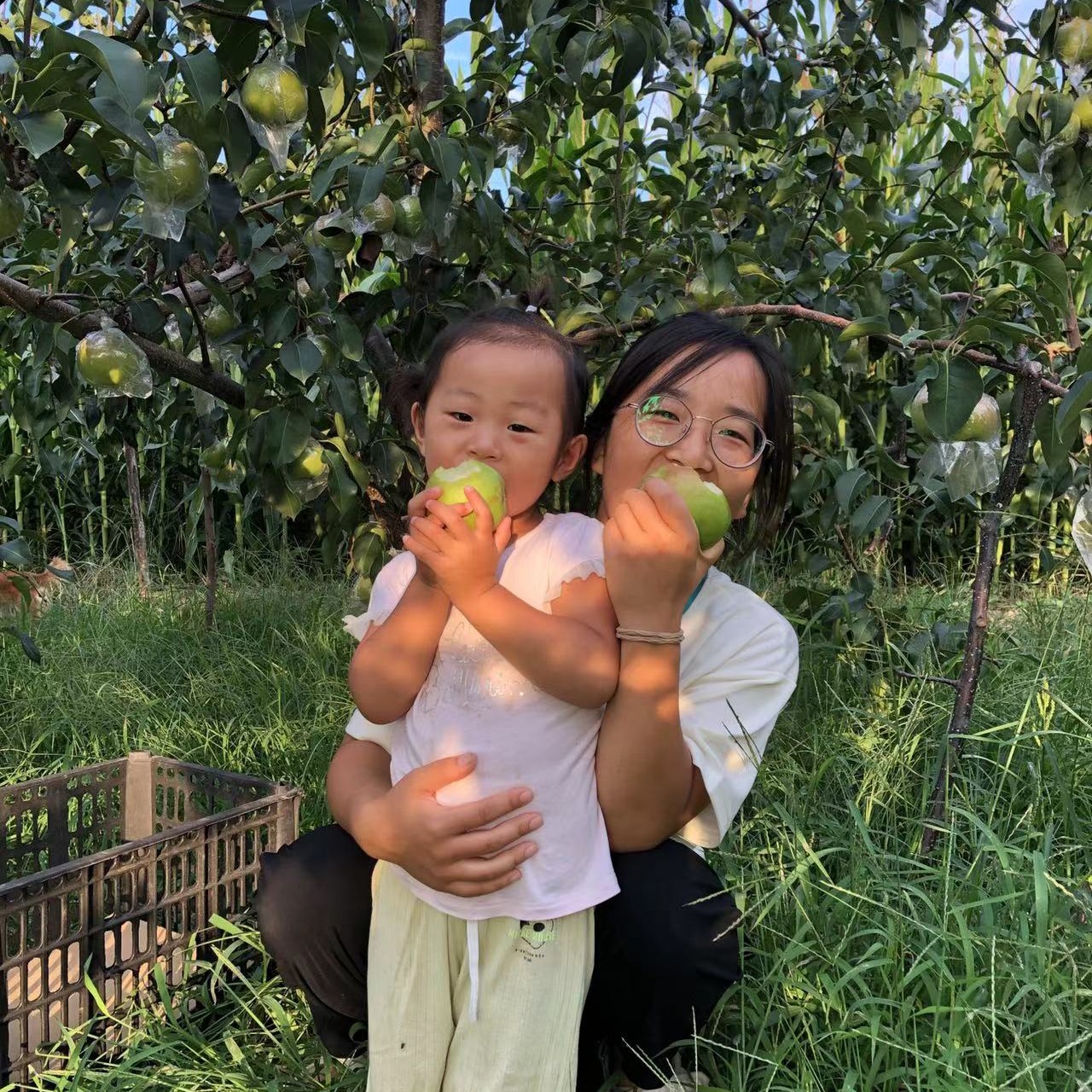 山西玉露香梨爆汁脆爽可口5斤9斤顺丰包邮【冷藏保存更好吃】