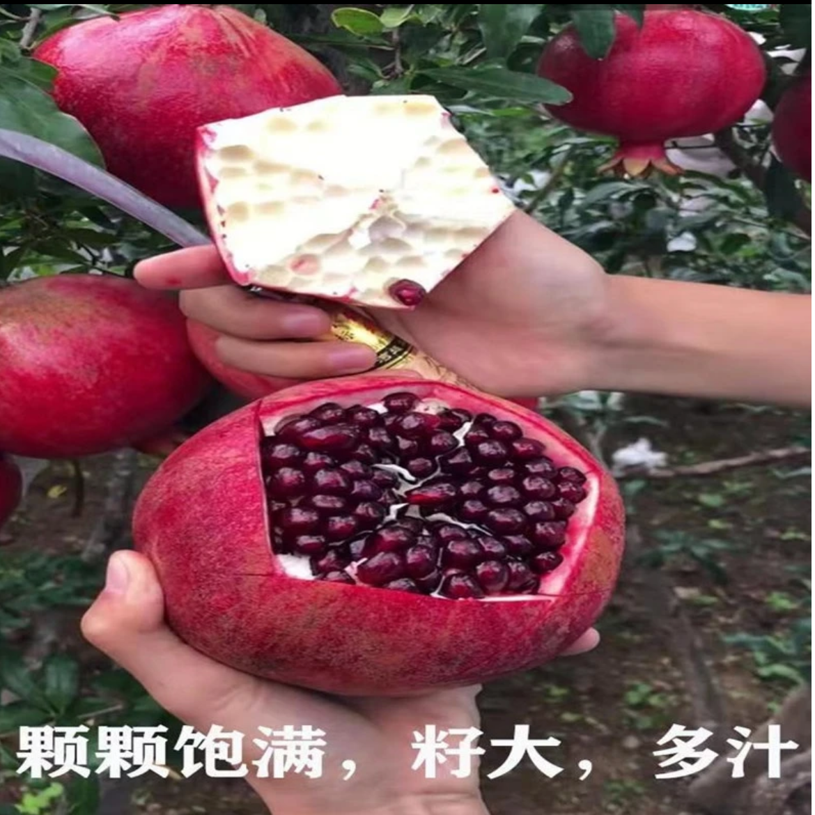 嫁接特大耐寒突尼斯软籽石榴树苗庭院阳台盆栽地栽南北方均可种植