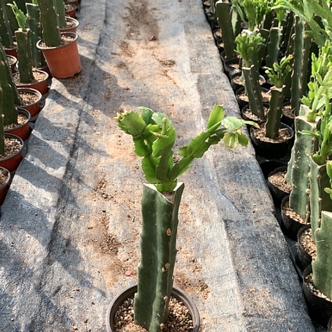 嫁接蟹爪兰：038粉重