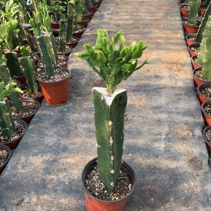 嫁接蟹爪兰：白重瓣