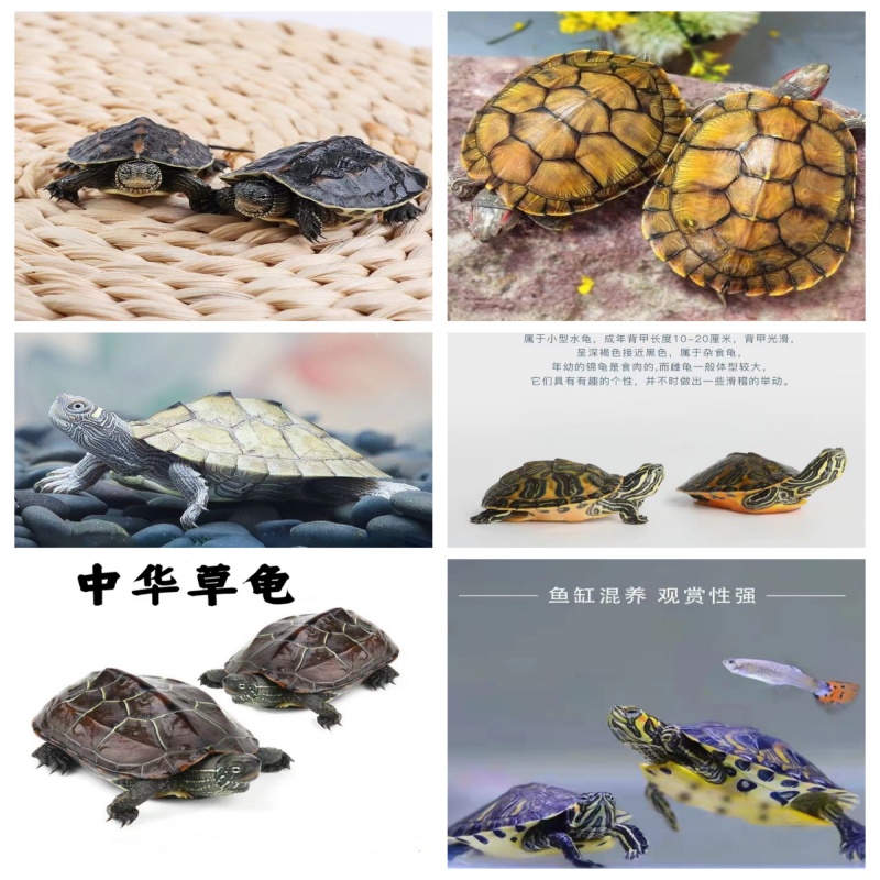 黄金巴西龟中华草龟地图龟火焰龟花龟黄耳乌龟宠物观赏龟直播链接