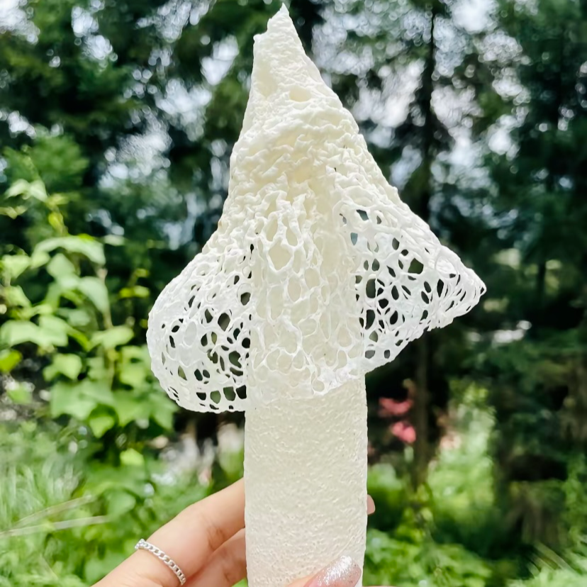 云南哀牢山冰鲜竹荪