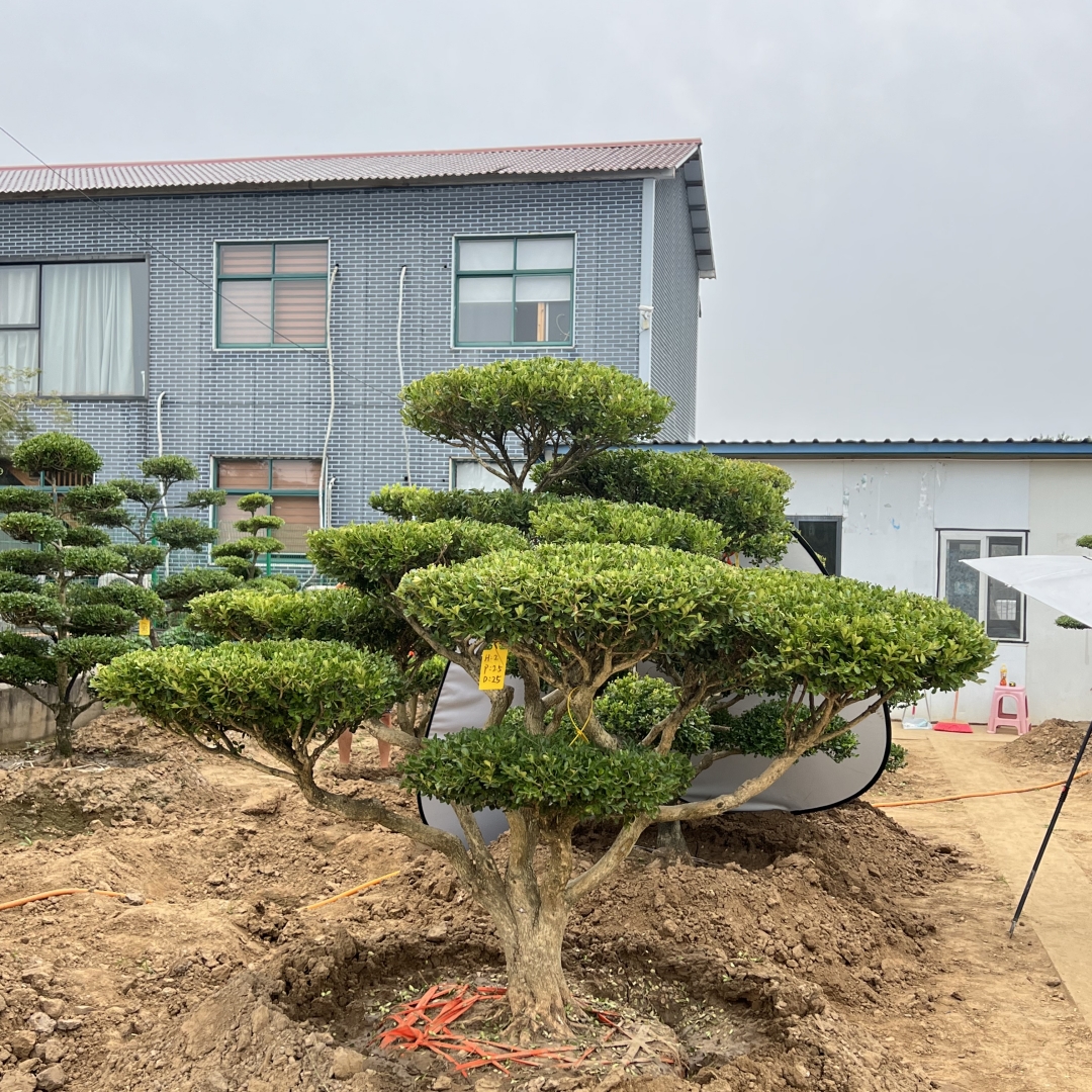 别墅庭院景观植物造型黄杨罗汉松庭院造型直播间一物一拍
