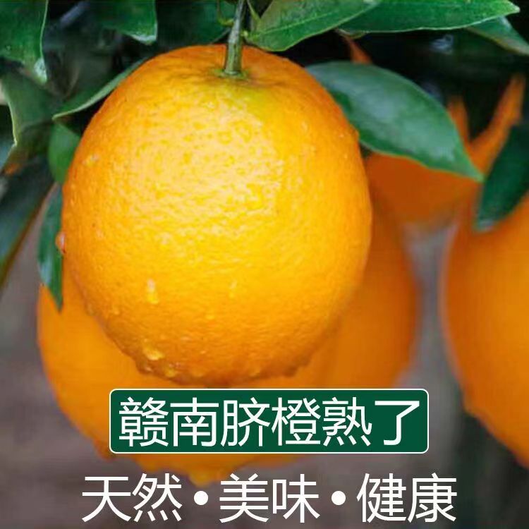 小扬推荐正宗江西赣南脐橙新鲜寻乌甜橙子自然熟皮薄多汁果园直发