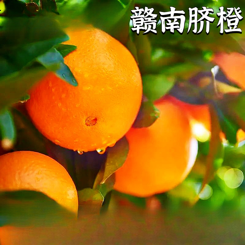 江西赣南脐橙新鲜采摘产地直发应季水果孕妇美味手剥橙营养礼品