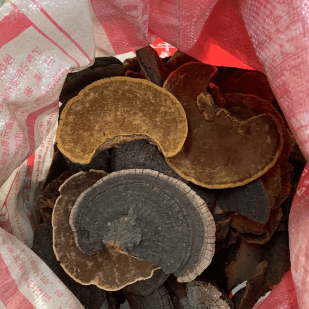 黑龙江爆马丁香—嗓黄