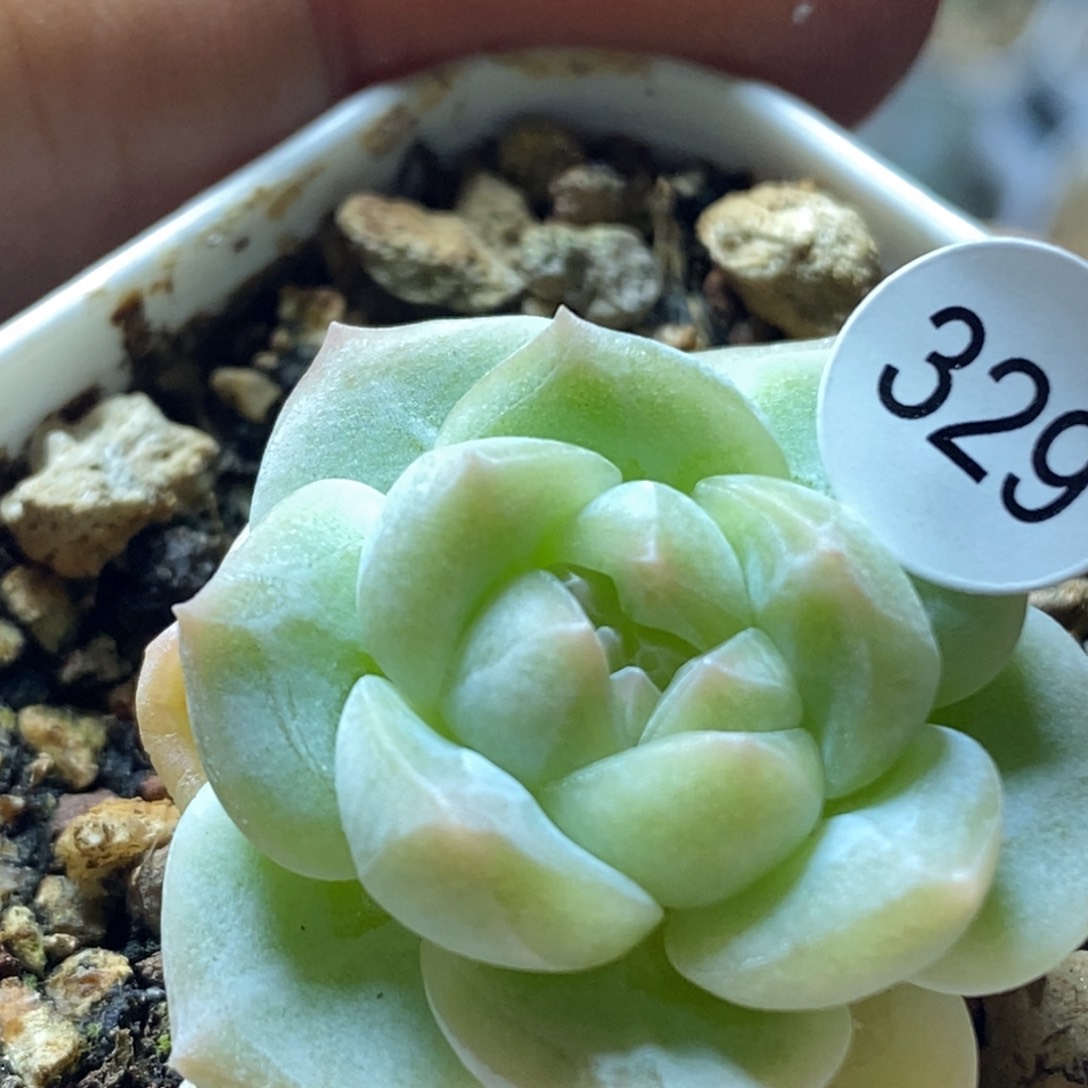 糖心珍妮特价329