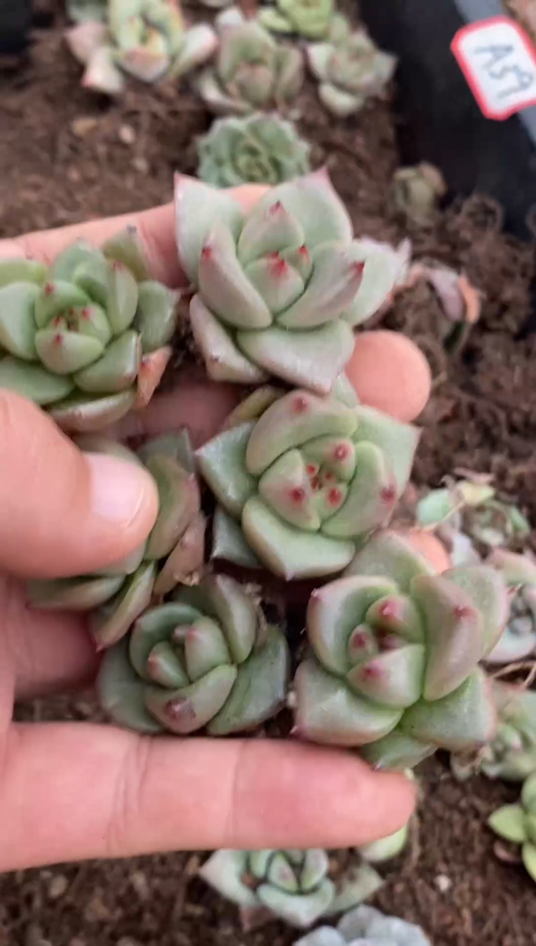 【闪购商品】特价福利随机发货A39