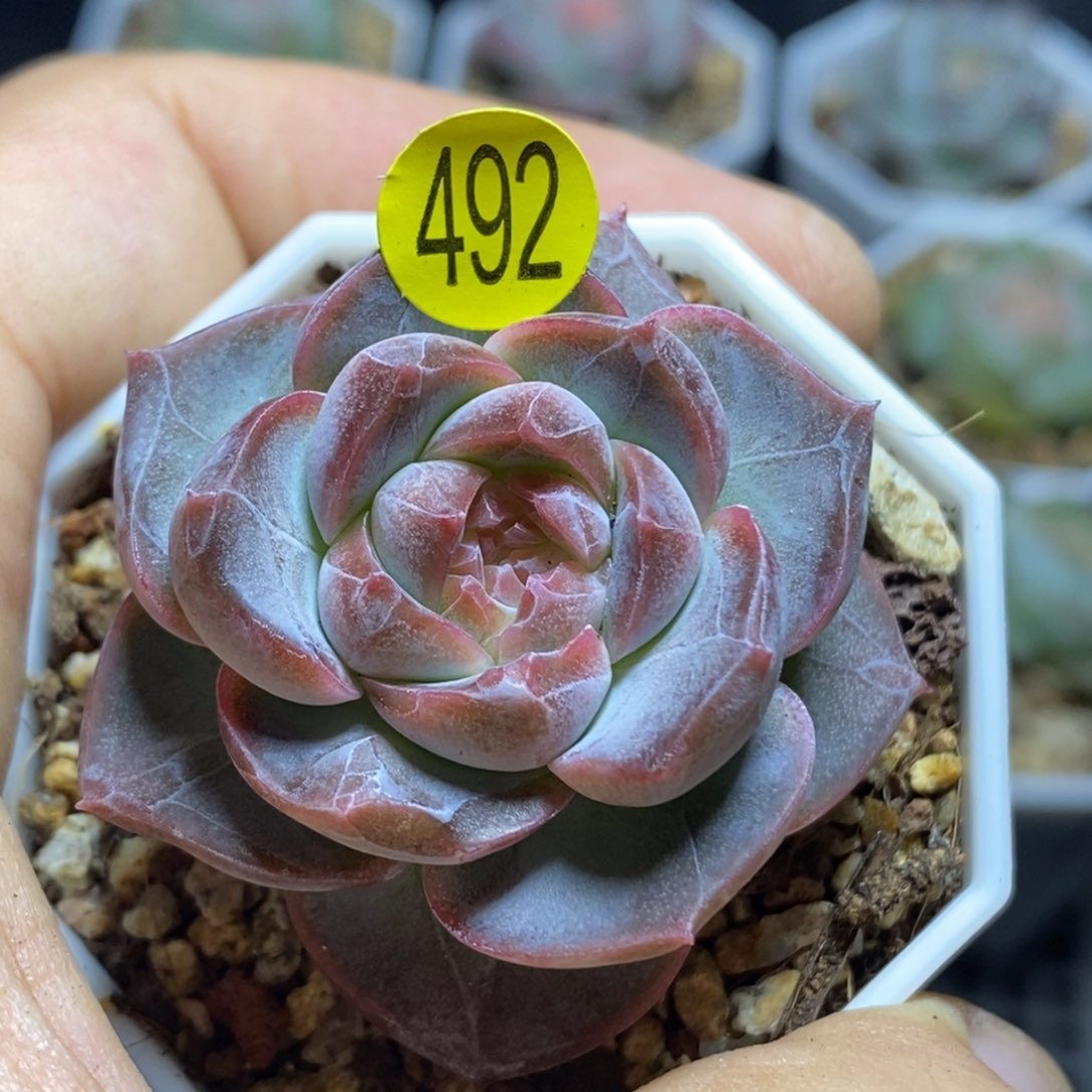 特价福利直播492