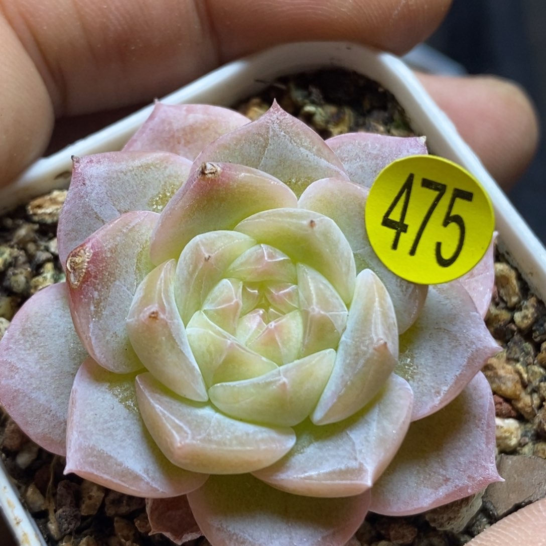 特价福利直播475