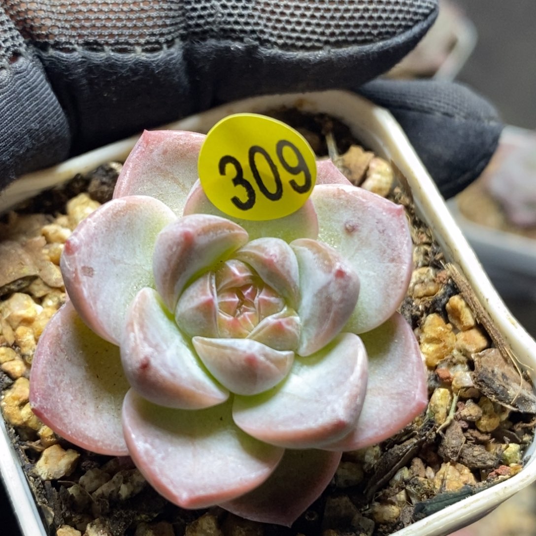 糖心特价珍妮309