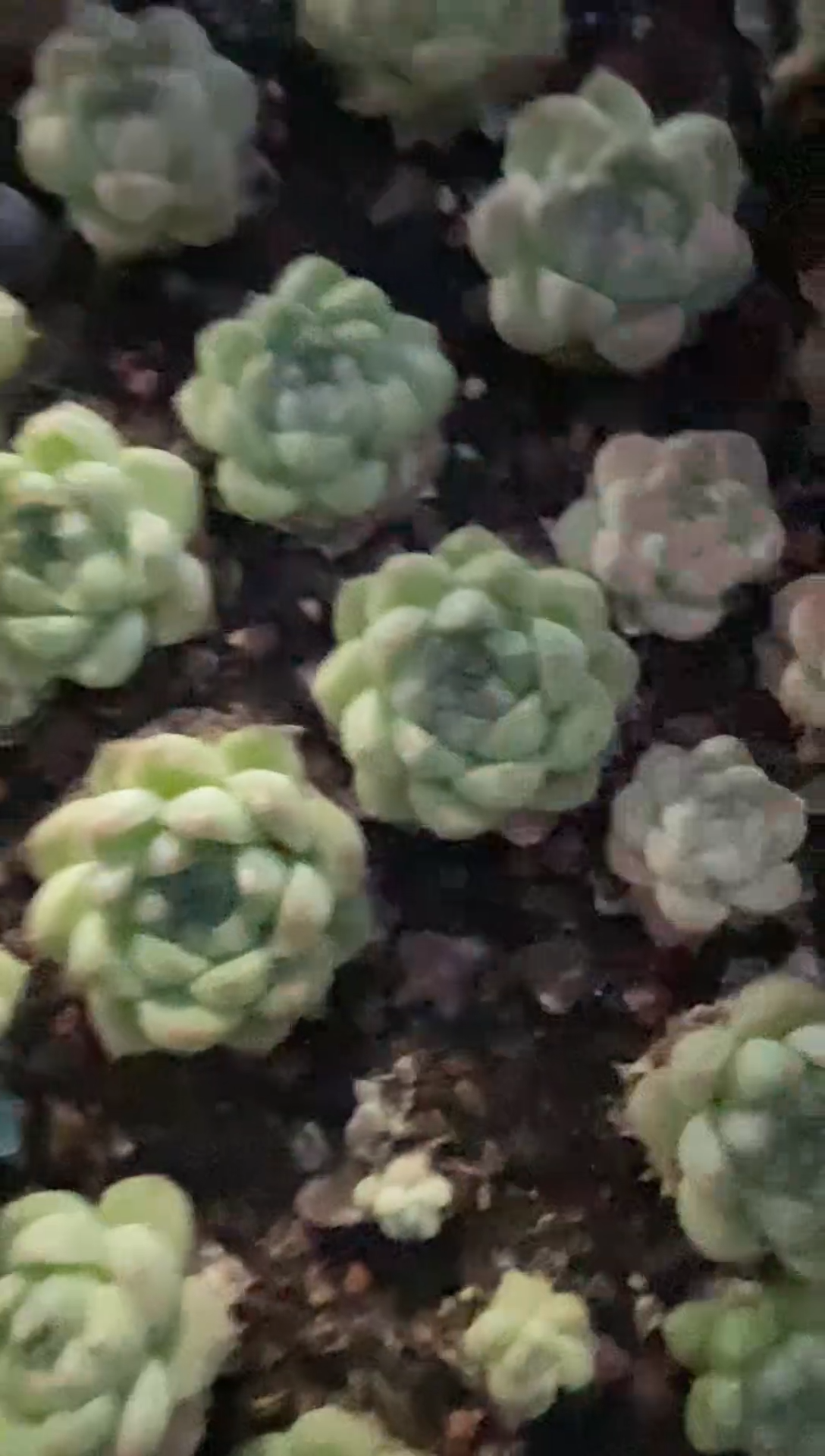 【闪购商品】特价福利随机发货盘子里麦秆