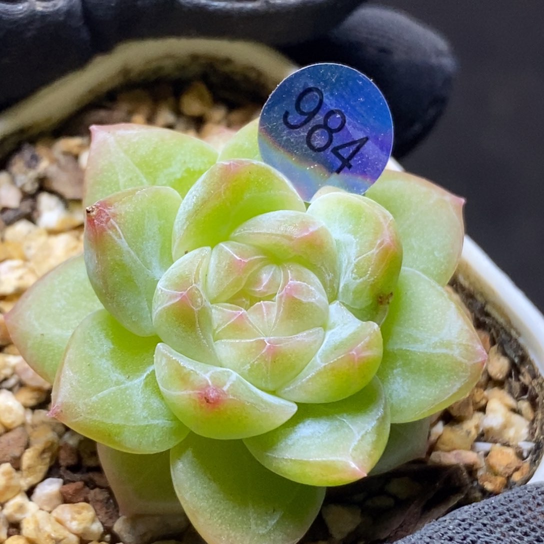 糖心特价珍妮984