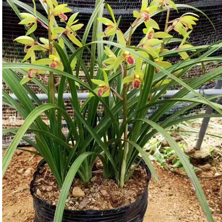 惠兰绿植盆栽浓香一杆多花，四季长青，室内庭院盆景绿植