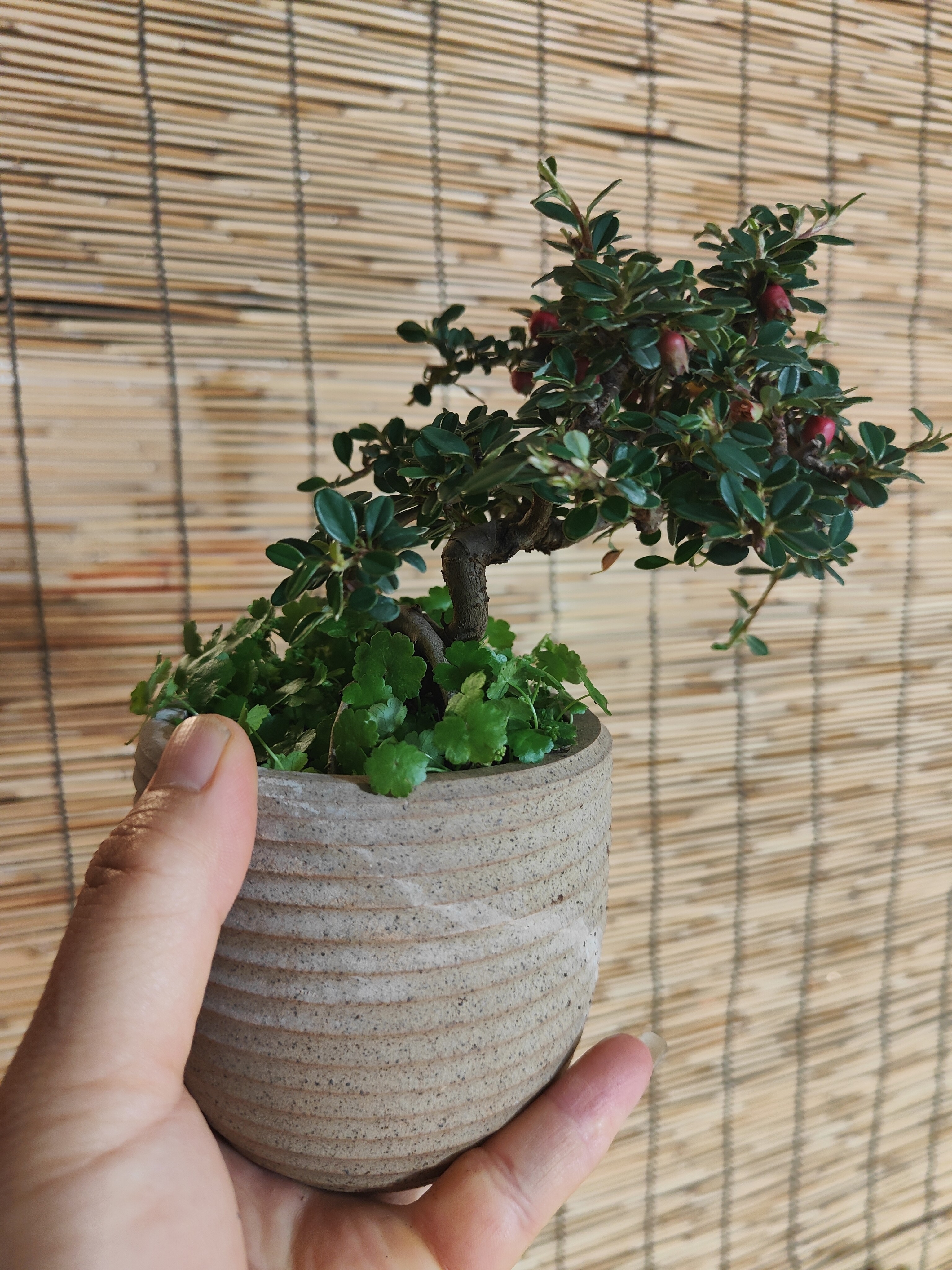 谢胡子盆景白花荀子小品