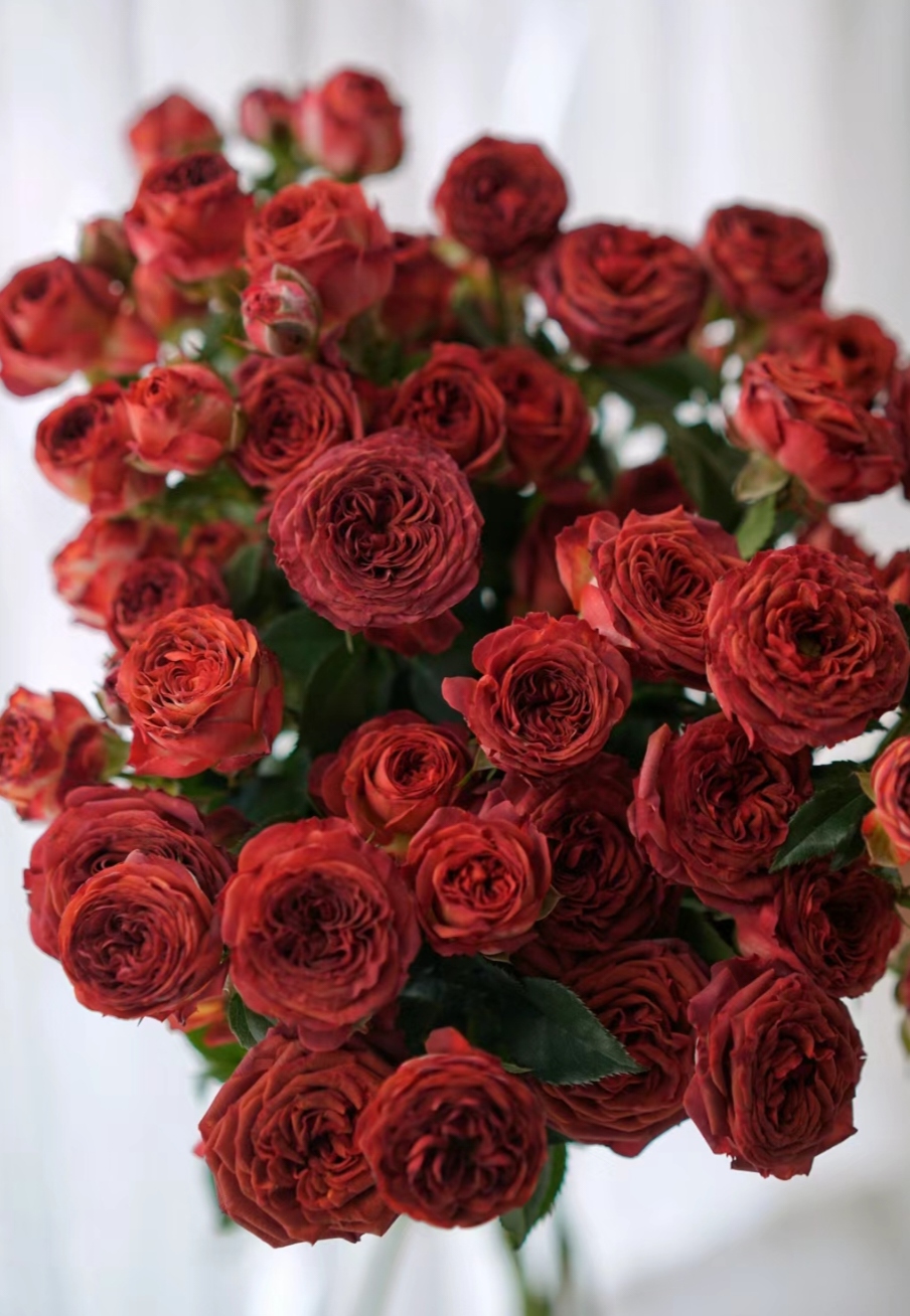 【巧克力】泡泡沈阳晓全花行