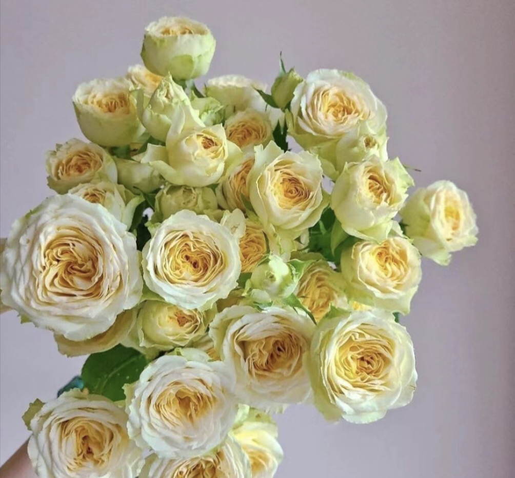 【牛油果】多头泡泡玫瑰花东北沈阳晓全鲜花行