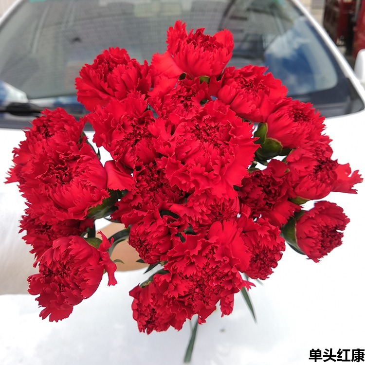【康乃馨】沈阳晓全花行沈阳鲜花辽宁鲜花东北鲜花百合花