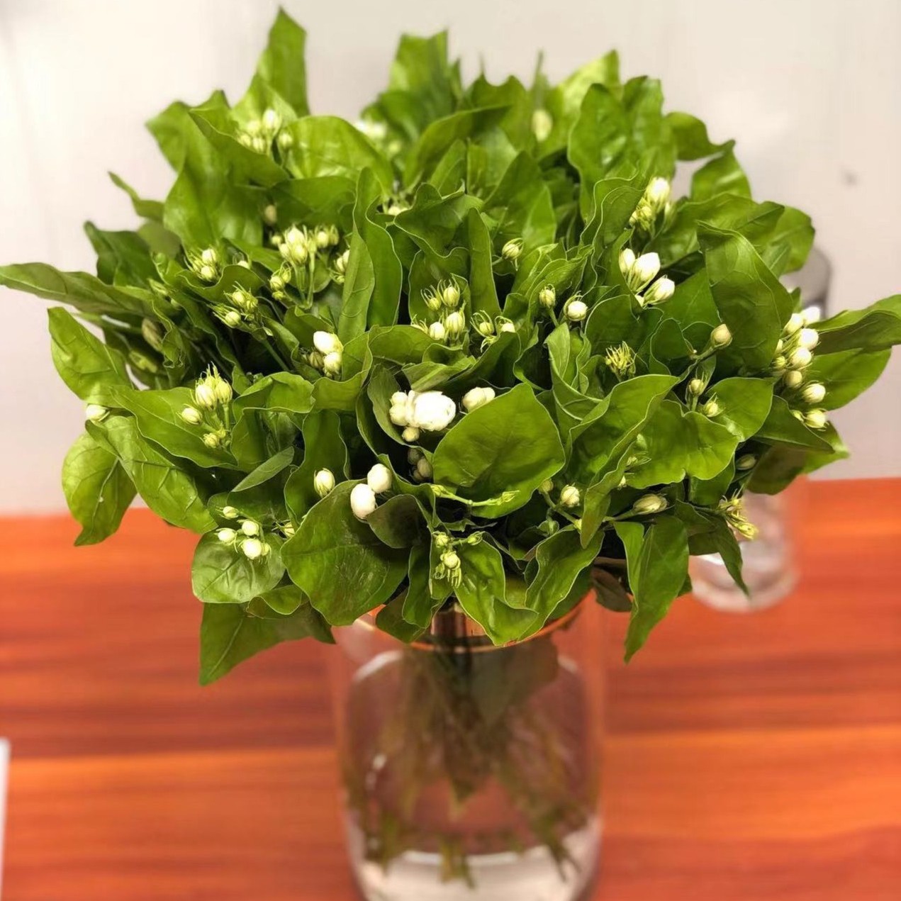 【茉莉叶】沈阳晓全花行茉莉花叶不开花