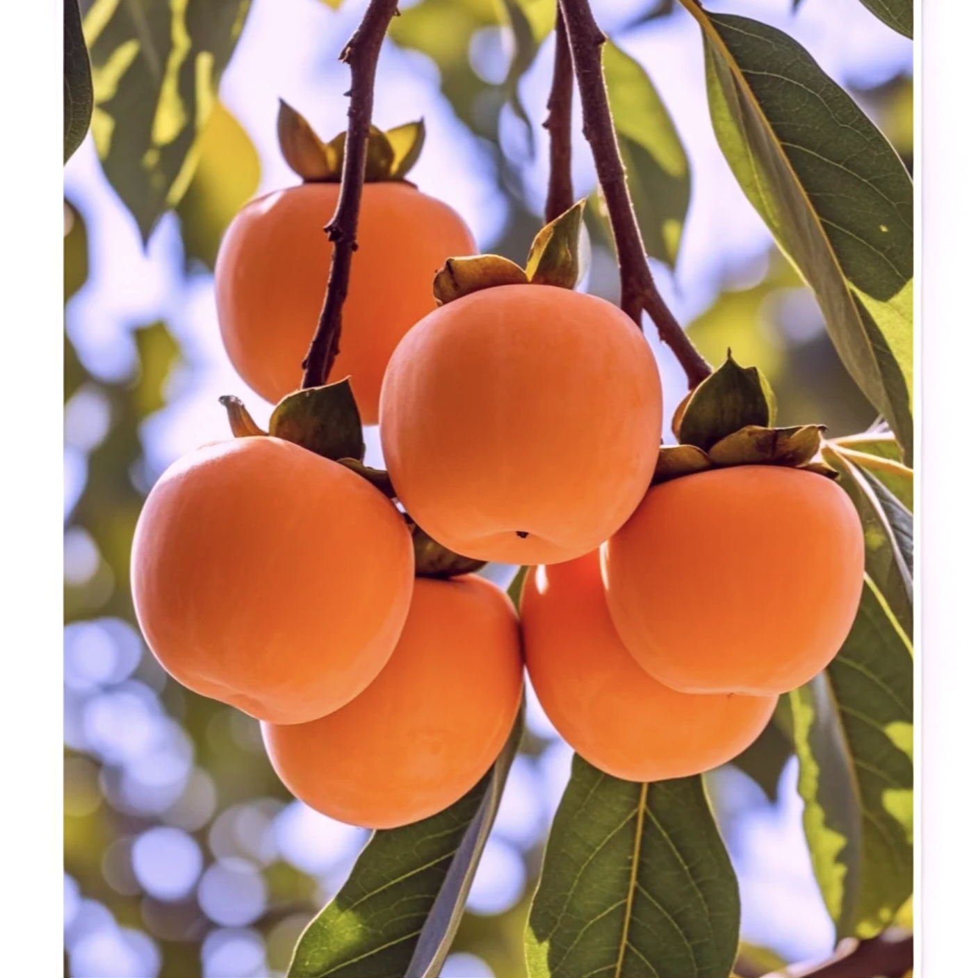 软甜柿子树（镜面柿）十月成熟南北方种植 地栽盆栽 现挖现发