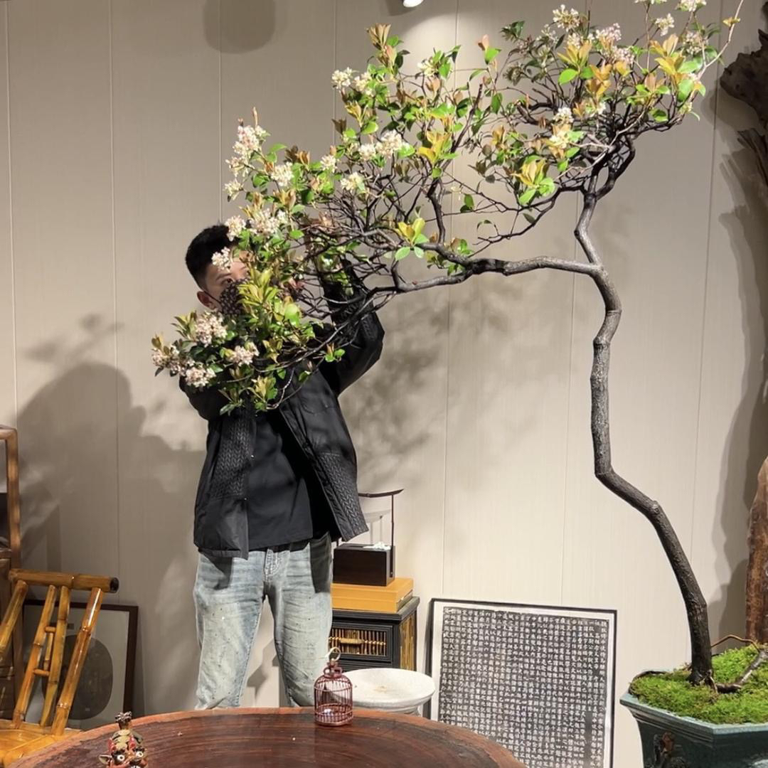 严天艺术盆景 一物一拍 海岛栀子花 三角梅盆景以直播间实物为准