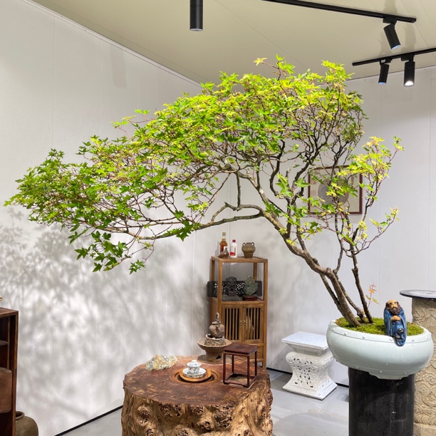 严天盆景｜海岛精品老桩石枫盆景