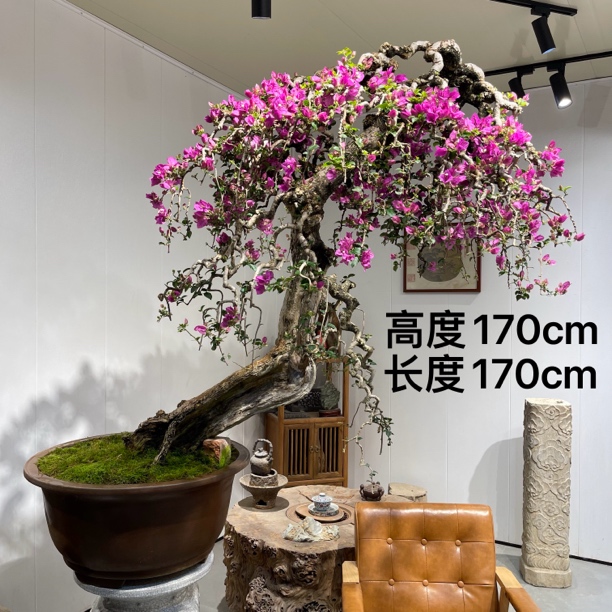严天盆景｜精品老桩小叶紫花三角梅盆景