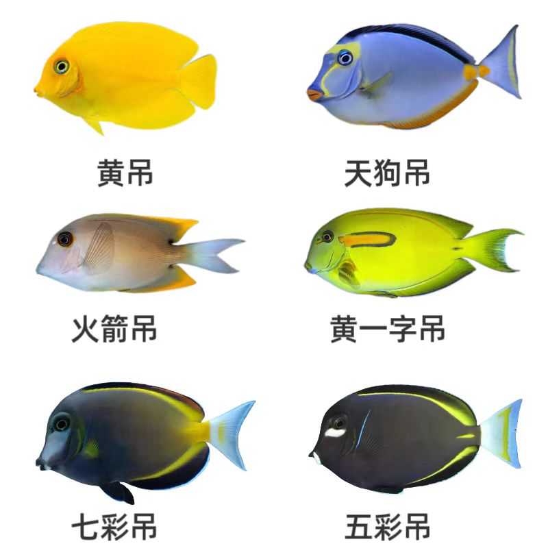 （悦悦）吊类海水鱼天狗吊黄一字吊五彩吊七彩吊一字吊火箭吊黄吊