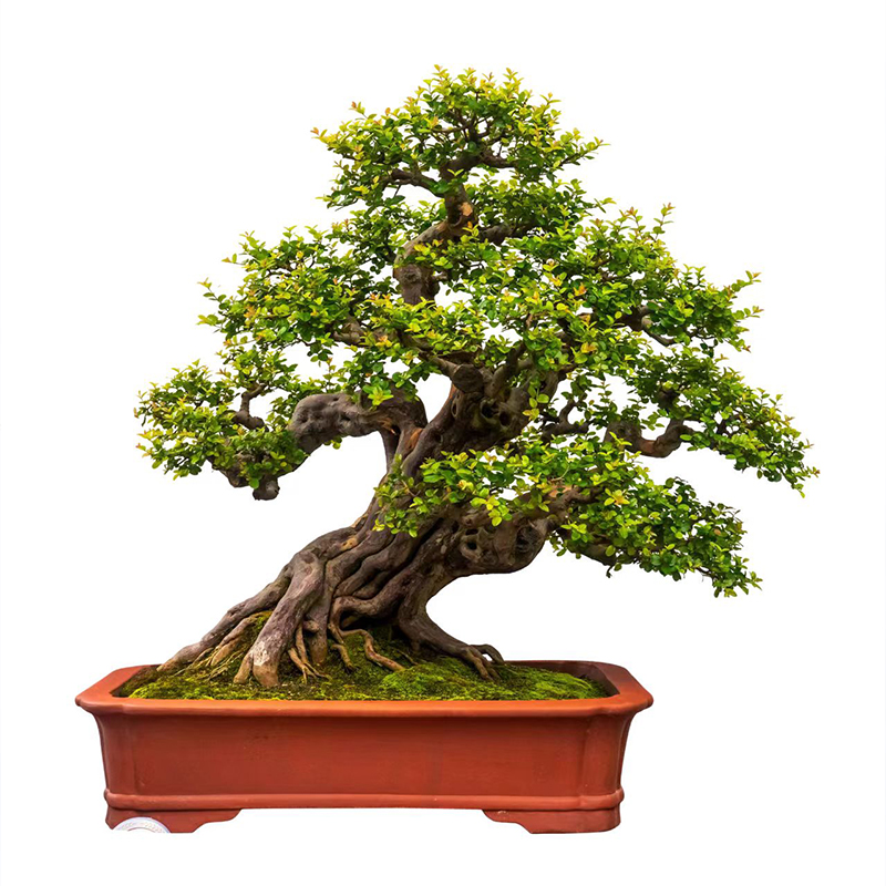 雀梅造型盆景 规格品种齐全 庭院别墅花园造型盆景