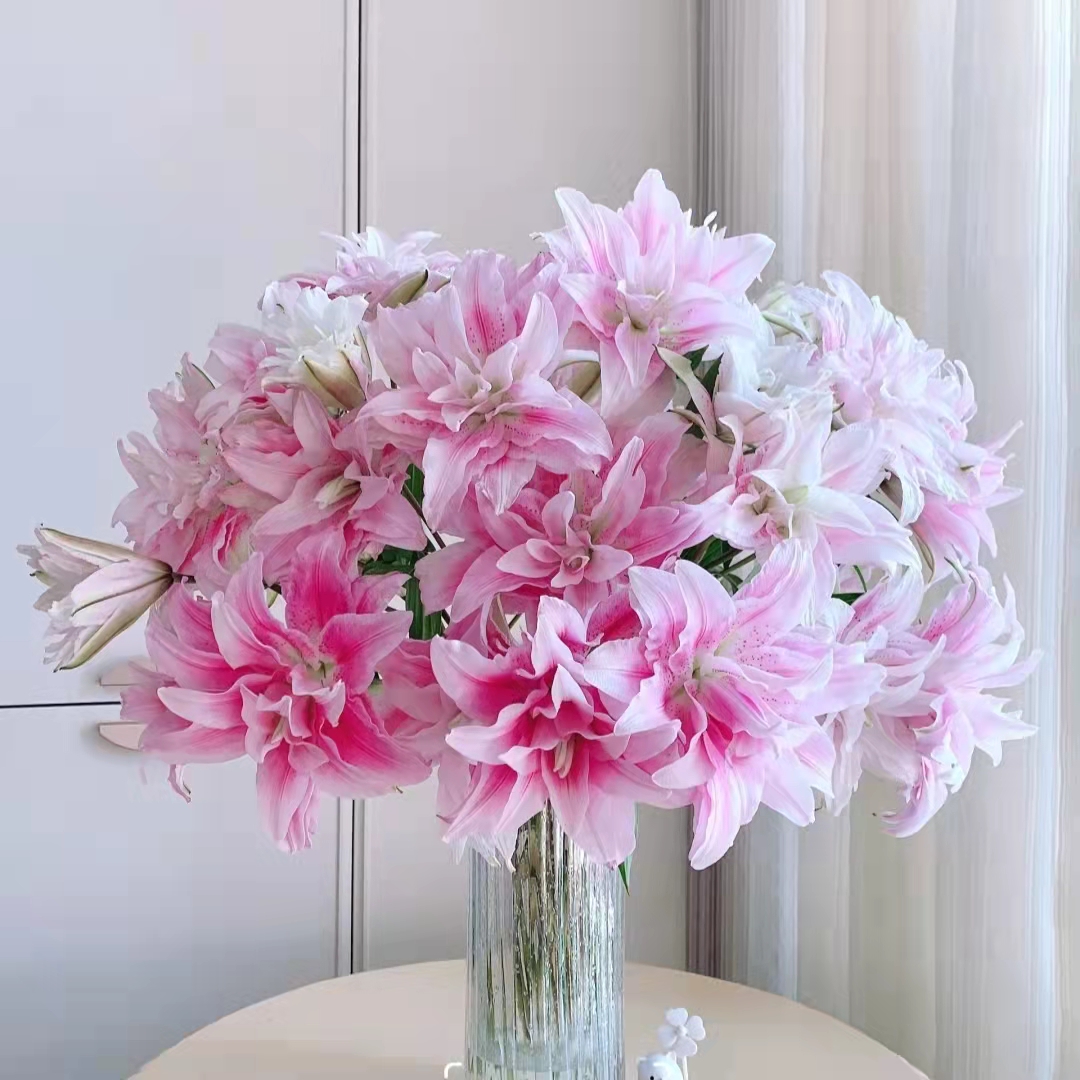 【清雅仙子丨伊莎贝拉】A级重瓣百合云南鲜花A级百合基地直发