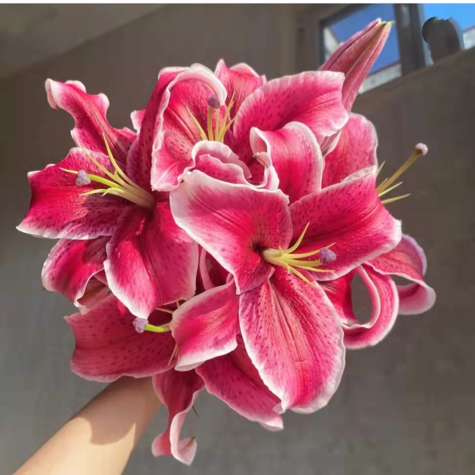 【A级丨黑美人】云南鲜花A级单瓣百合基地直发