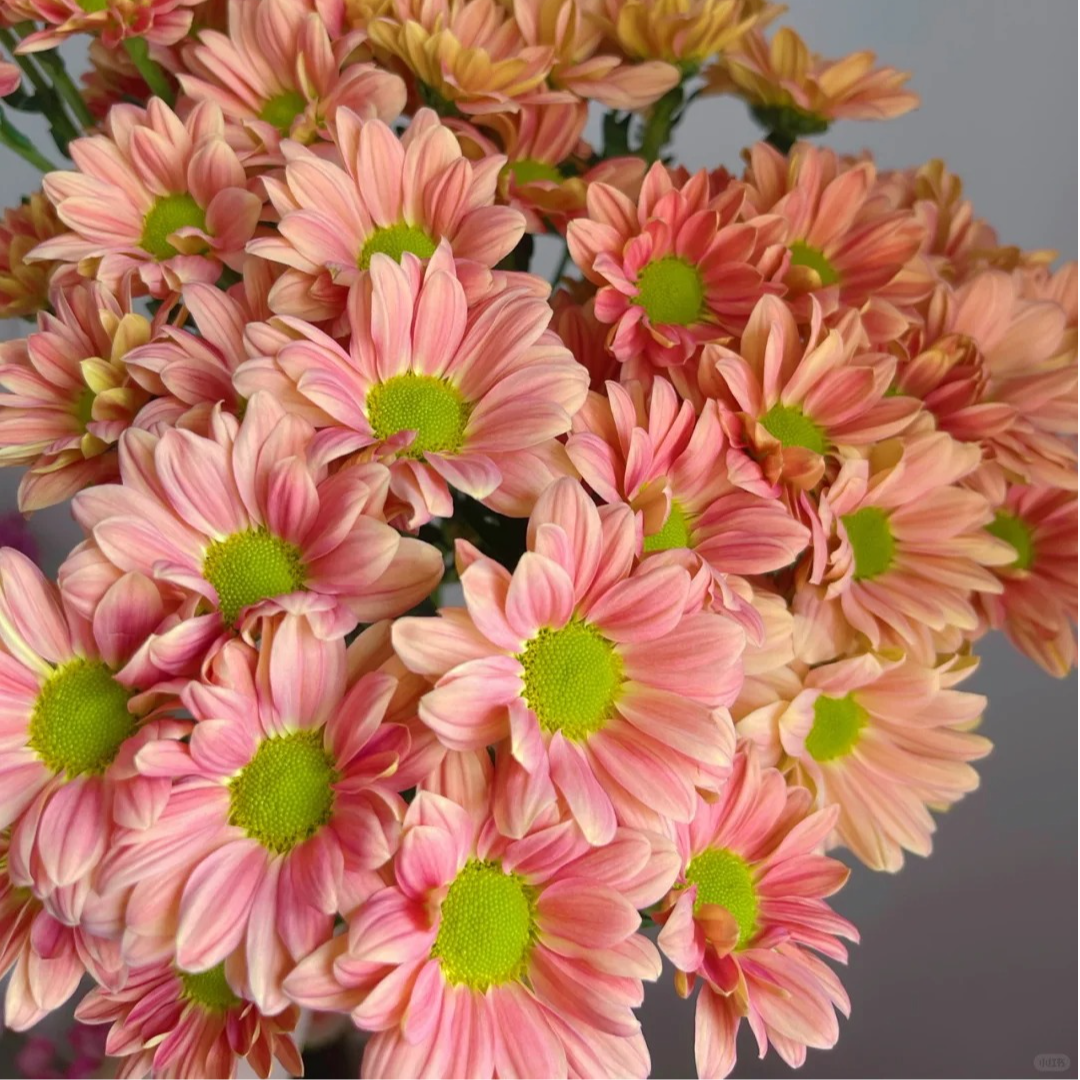 【橙三文鱼小菊】A级混色小菊高品质鲜花云南直发