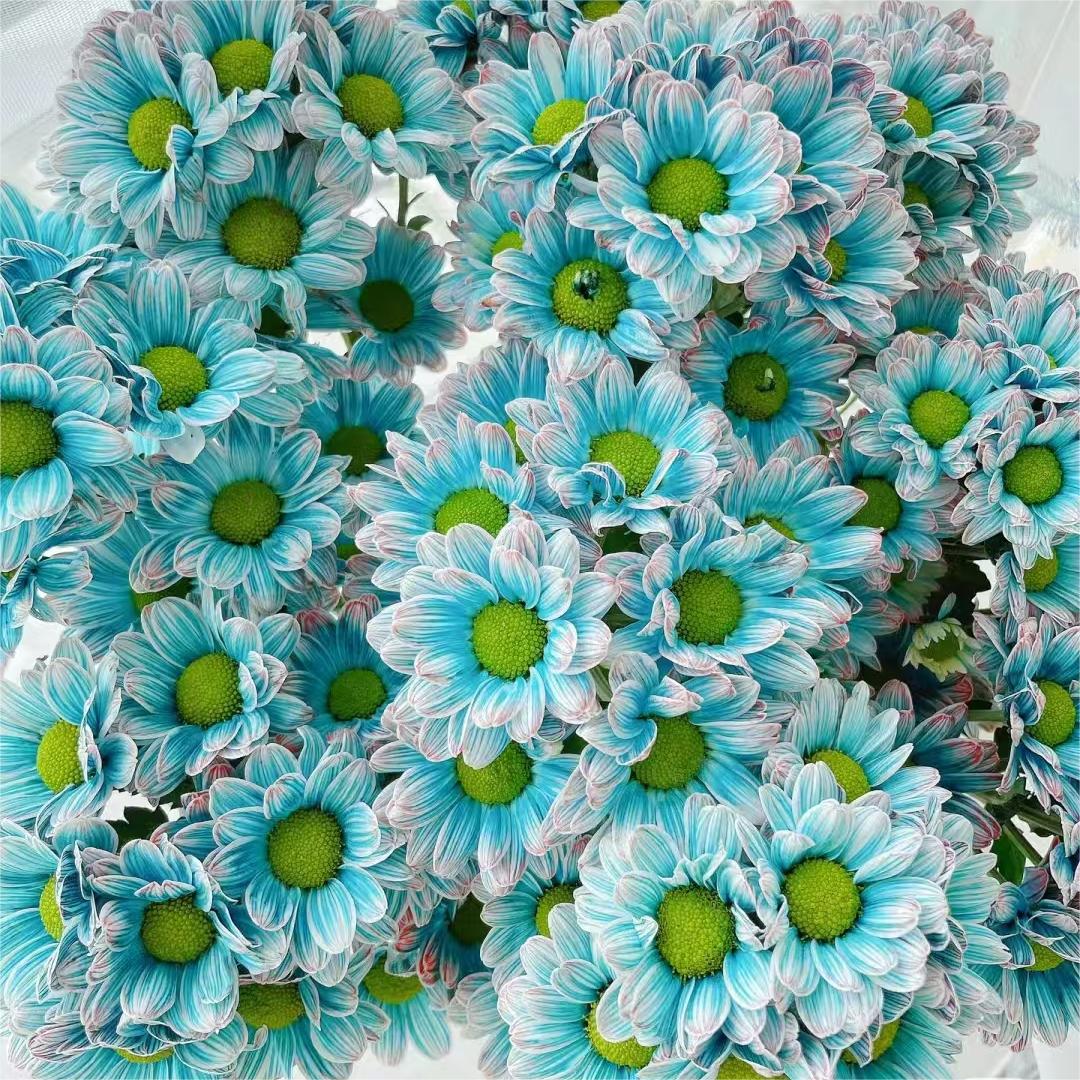 【青花瓷小菊】A级混色小雏菊高品质鲜花云南【一单顺丰丨两单空运】
