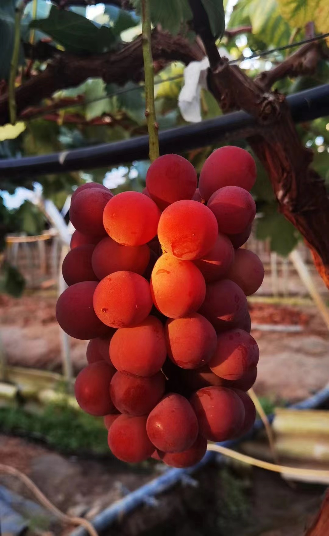 花园 植物 （爬藤王 大粒）