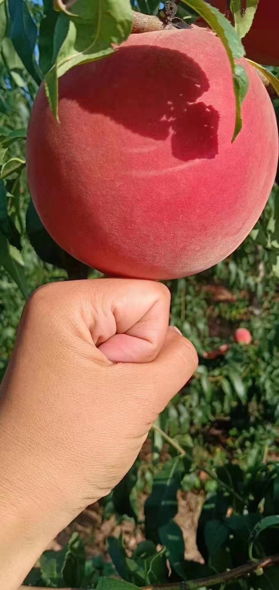 花园 植物 一物 一拍 （ 冬 桃）