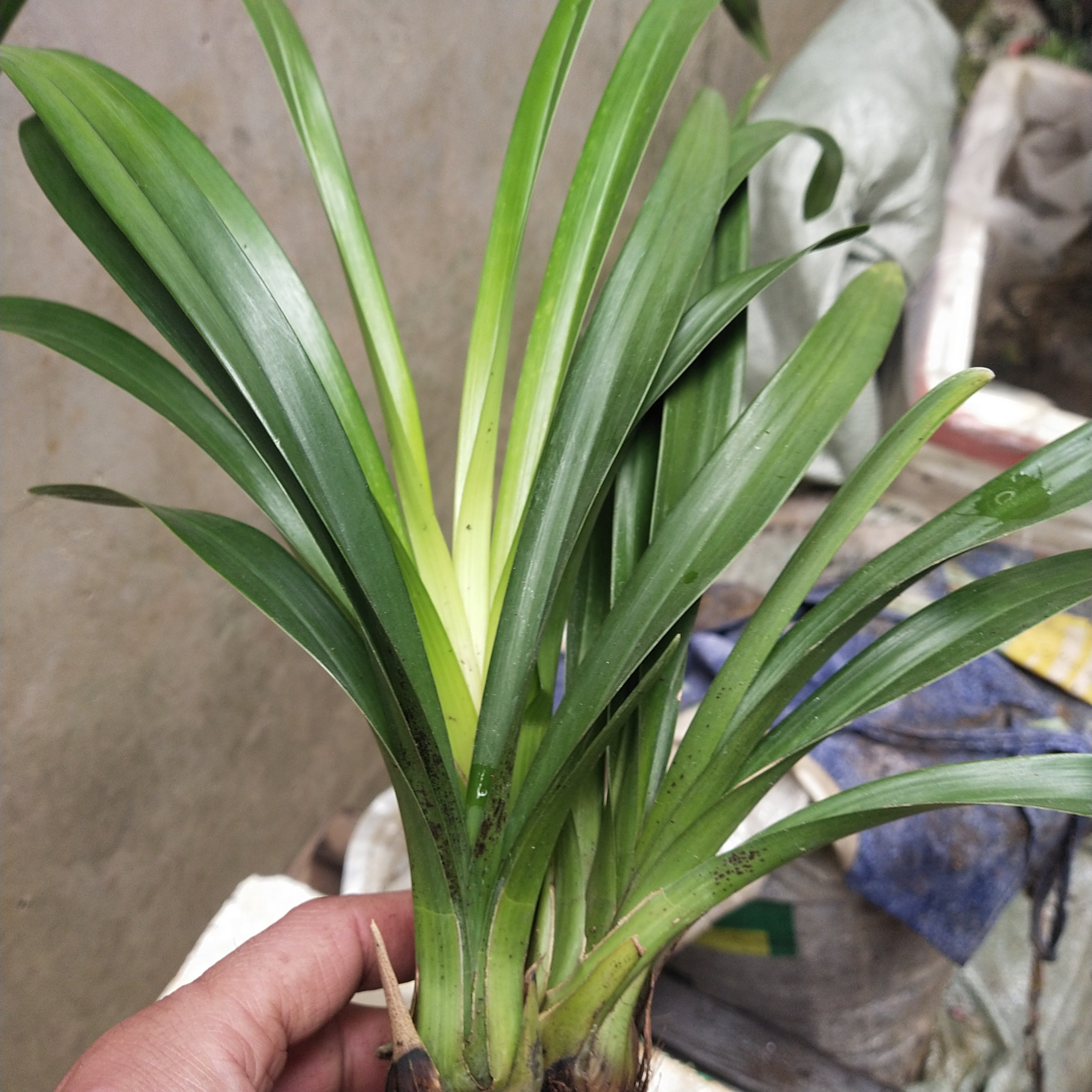 人工兰花苗，带花苞，直播，一物一图一拍东方白玉兰兰花草绿植兰草