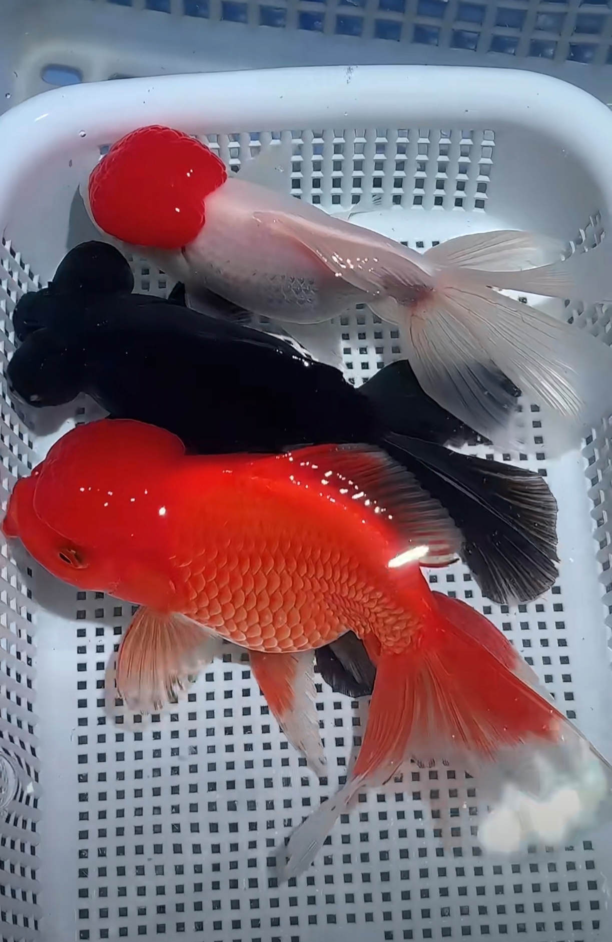 金鱼顶红红狮毛狮龙睛元宝狮泰狮玉兔冷水鱼好养活
