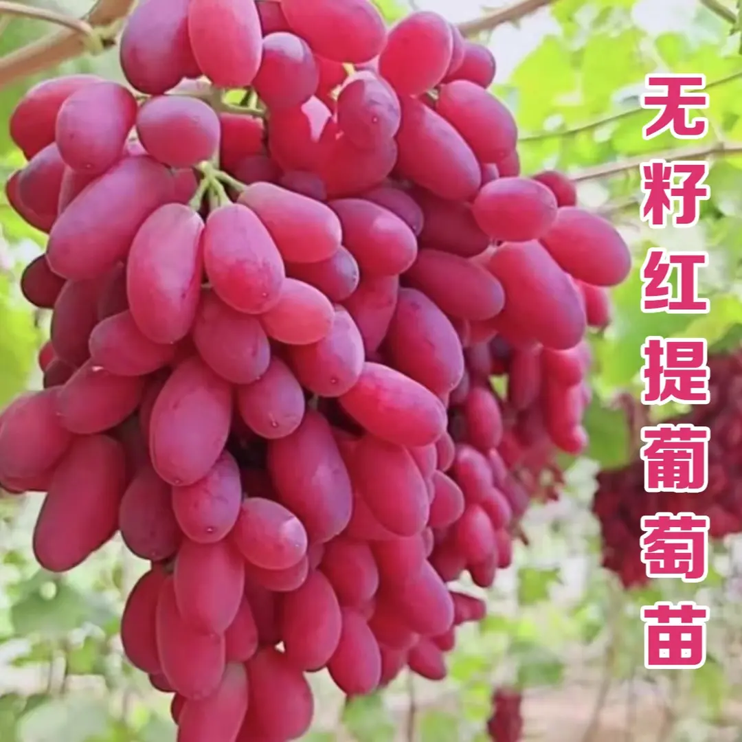 【无籽红提葡萄树苗】葡萄苗盆栽地栽阳台庭院四季果树苗葡萄树苗
