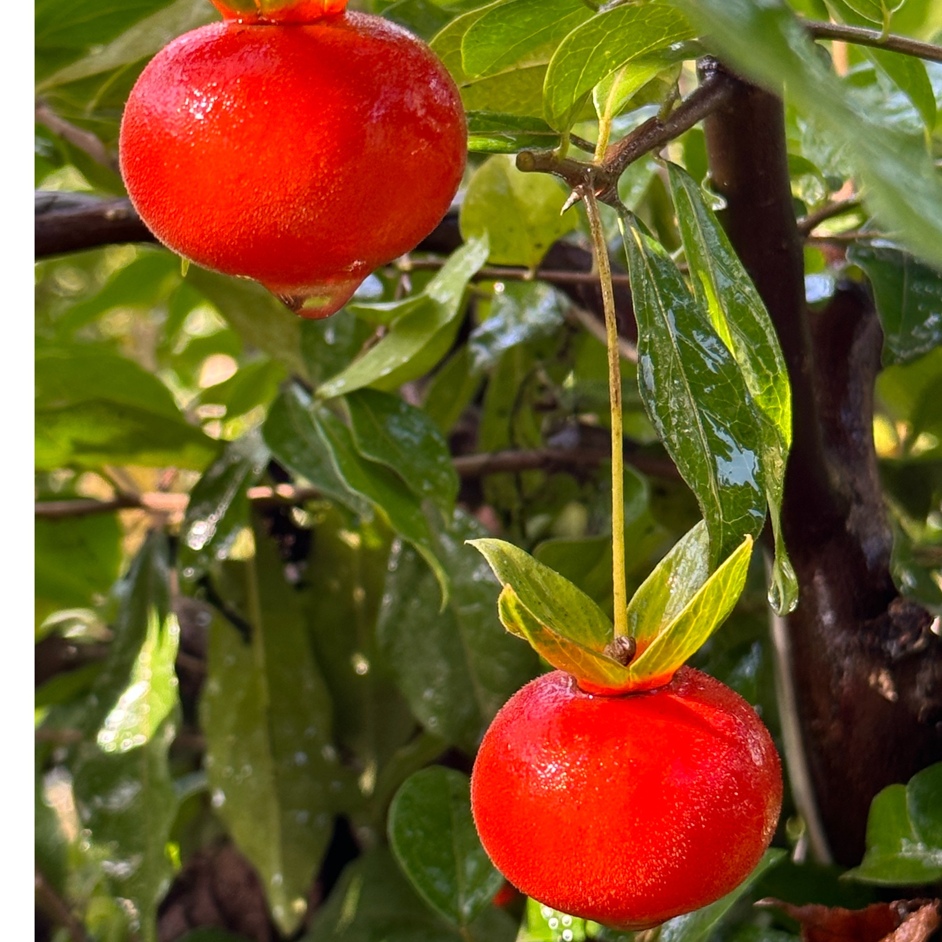 金弹子素材付费链接